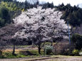 久々利川の桜