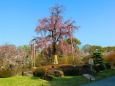 東寺