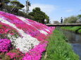  川沿いに咲く芝桜