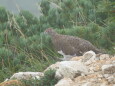 丸山の雄雷鳥