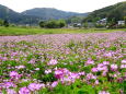 レンゲの花が咲く頃