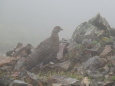 五竜岳の雄雷鳥2