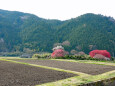 山里 春 桃の花