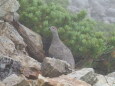 五竜岳の雄雷鳥3