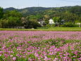 レンゲの花が咲く頃