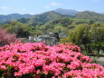 つつじ越しに...♪ 丹沢大山