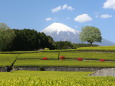 富士山と茶畑