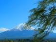 新緑の富士山