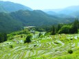 新緑の丸山千枚田