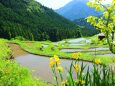 新緑の丸山千枚田