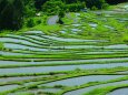 新緑の丸山千枚田