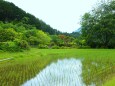 初夏の里山