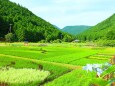 初夏の里山