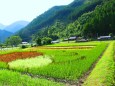 初夏の里山