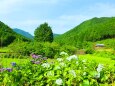 初夏の里山