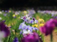 亀鶴公園の花ショウブ-1