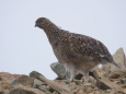 布引山のチビ雷鳥