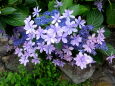 梅雨 紫陽花の花