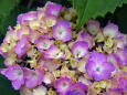紫陽花～2021～12