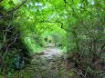 初夏の熊野古道