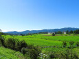 蒜山高原 夏 牧場