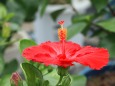 真っ赤なハイビスカスの花