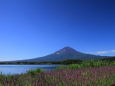 ラベンダー&富士山