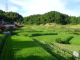 山村集落の緑の棚田