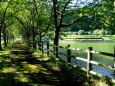 涼景 公園の散歩道