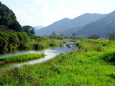 懐かしい自然豊かな川の風景