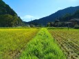 秋の里山