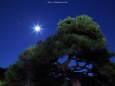 松の木と満月