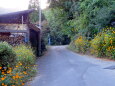 花が咲いている山村の山道