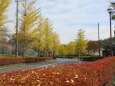 秋色の並木道