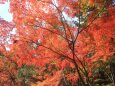 お寺の紅葉