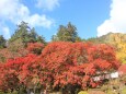 お寺の紅葉-1