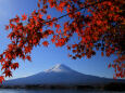 富士山を覆うもみじ