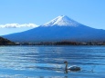 富士山と白鳥