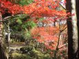 大窪寺の紅葉-1