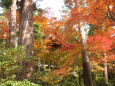 白峰寺の紅葉の森