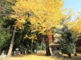 熊野権現神社の銀杏
