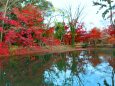 京都府立植物園秋