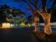 京都府立植物園イルミネーション