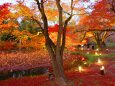 京都府立植物園イルミネーション