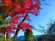 東紀州12月の紅葉