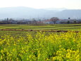 冬の菜の花