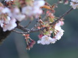 讃岐寒桜