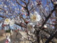 散歩道に咲く梅の花