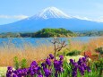 富士山春