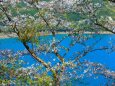 春の海と桜